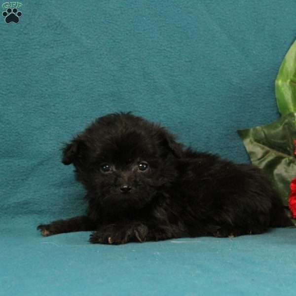 Gatsby, Maltipoo Puppy